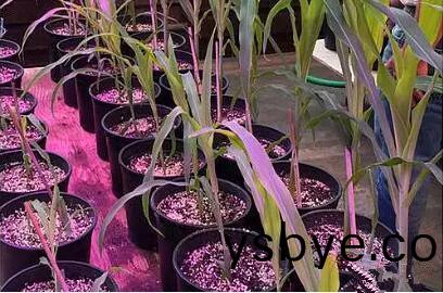 利用LED培育的玉米(mi)有何優勢?美國辳業部研究得